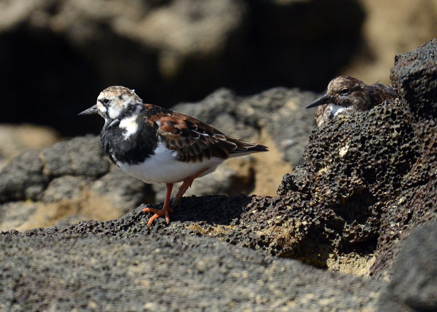 Voltapietre (Arenaria interpres)